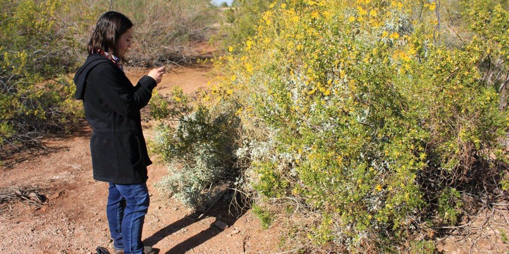  Dame Tamara Stanger will speak about desert foraging and how to identify, dry, and cook cholla buds. Chris Malloy 